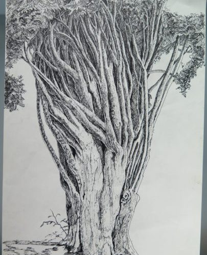 Sketch of old cypress tree
