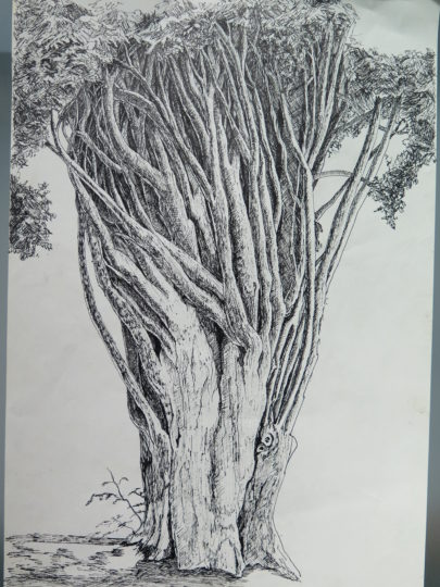 Sketch of old cypress tree