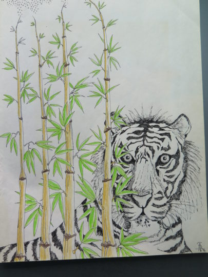 Tiger behind the bamboo